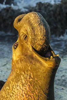 USA, California, San Luis Obispo County. Northern elephant seal male calling. Credit as