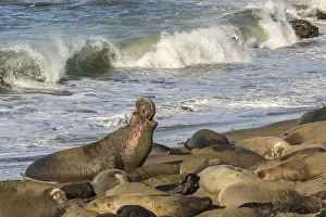 USA, California, San Luis Obispo County. Northern elephant seal male defending his