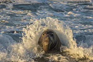 USA, California, San Luis Obispo County. Northern elephant seal male and crashing wave