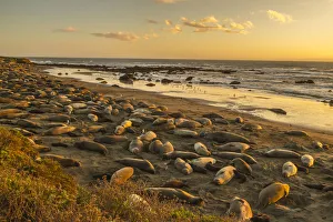 USA, California, San Luis Obispo County. Northern elephant seal rookery on beach. Credit as