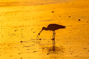 San Luis Obispo County Prints: USA, California, San Luis Obispo County. Long-billed curlew feeding at sunset
