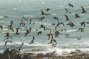 San Luis Obispo County Prints: USA, California, San Luis Obispo County. Seagulls in flight