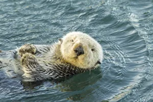 San Luis Obispo County Prints: USA, California, San Luis Obispo County. Sea otter close-up