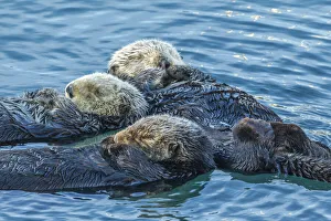 Floating Prints: USA, California, San Luis Obispo County. Sea otters sleeping