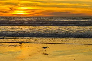 San Luis Obispo County Prints: USA, California, San Luis Obispo County. Long-billed curlews feeding at sunset
