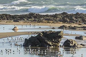 San Luis Obispo County Prints: USA, California, San Luis Obispo County. Shorebirds and rocks next to ocean
