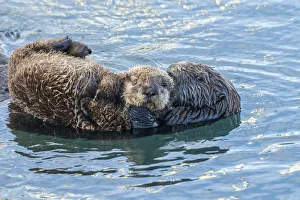 USA, California, San Luis Obispo. Sea otter waving