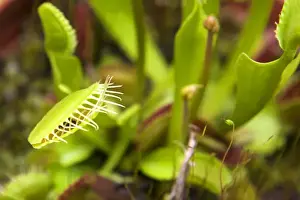San Marino Prints: USA, California, San Marino. Venus Flytrap plant at Huntington Library Botanical Gardens