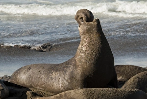 Mammals Prints: USA: California, San Simeon, elephant seals, (Mirounga Lionina) on Pacific Ocean
