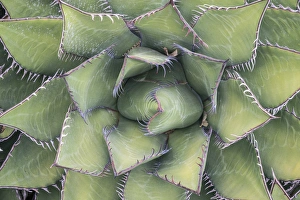 Santa Barbara Prints: USA, California, Sanata Barbara, Santa Barbara Botanical Garden, Agave