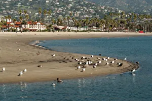 Animals Prints: USA: California, Santa Barbara, views from Santa Barbara Harbor of the city, sand spit