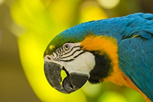 Images Dated 1st February 2014: USA, California, Santa Barbara. Profile of macaw at Santa Barbara Zoo. Credit as