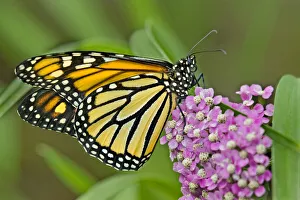 Images Dated 2021 July: USA, California, Santa Barbara. Monarch butterfly on flower