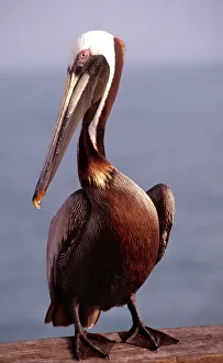 Cloudy Prints: USA, California, Santa Barbara, Brown Pelican