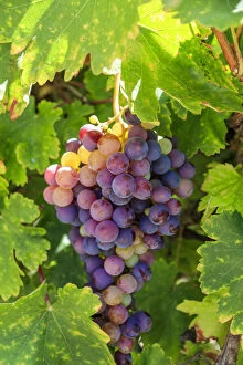 USA, California, Santa Barbara. Grapes