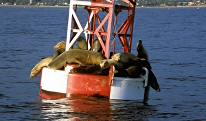 Santa Barbara Prints: USA, California, Santa Barbara, Harbor Seals on bouy