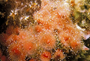 Sea Life Prints: USA, California, Santa Barbara Islands. Strawberry anemones