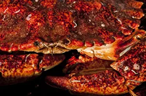 USA California, Santa Barbara, Santa Barbara Harbor, crabs for sale during fish market