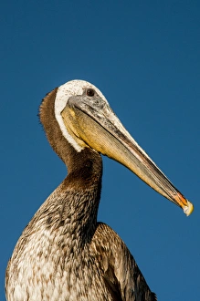 Santa Barbara Prints: USA California, Santa Barbara, shoreline, Santa Barbara Harbor, brown pelican (Pelecanus