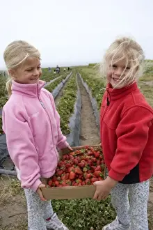 Santa Cruz Prints: USA. California, Santa Cruz. Twins girls hold a crate of organic strawberries