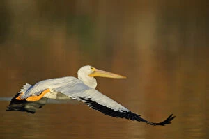 USA, California, Santee Lakes Park. White pelican flies over yellow and brown lake water