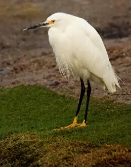Images Dated 2nd March 2006: USA, California, Santee Lakes Recreation Area, Snowy Egret