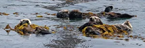 Kelp Prints: USA, California. Sea Otters (Enhydra lutris)
