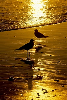 Beaches Prints: USA, California, Seagulls, Beach