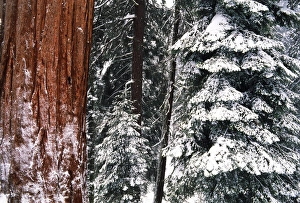 Images Dated 13th February 2013: USA, California, Sequoia National Park, Giant Forest, Giant Sequoia trees in snow