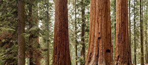 USA, California, Sequoia National Park, Panoramic view of giant sequoia trees