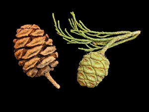 Images Dated 10th April 2012: USA, California, Sequoia National Park, Giant sequoia cones
