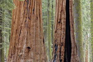 USA, California, Sequoia National Park. Trunks of two giant sequoia trees in forest