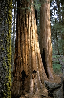 Images Dated 13th August 2012: USA, California, Sequoia National Park, Hazelwood Trail, Giant Sequoia Trees