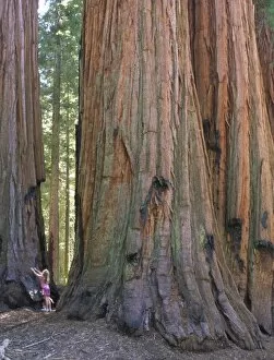 Images Dated 25th October 2007: USA, California, Sequoia National Park. Young girl looking up at sequoia tree