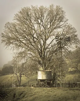 Masculine Prints: USA, California, Shell Creek Road. Windmill, water tank and oak tree