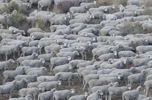 Usa, California. Shepherds guide huge herds of sheep in the high Sierras near Bodie