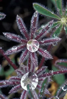Foothill Prints: USA, California, Sierra Foothills Dew drops on miniature Lupine foliage (Lupinus