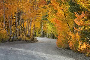 Images Dated 29th September 2006: USA, California, Sierra Mountains. Dirt road through aspen trees in autumn. Credit as