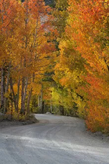 USA, California, Sierra Mountains. Dirt road through aspen trees in autumn. Credit as