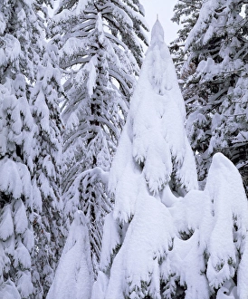 Images Dated 6th May 2014: USA, California, Sierra Nevad Mountains. A Snow covered trees in the Sierras