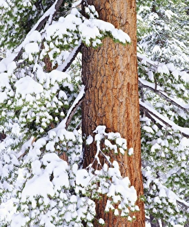 Images Dated 11th March 2011: USA, California, Sierra Nevada Mountains. Fresh snow on red fir trees. Credit as