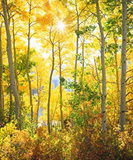USA; California; Sierra Nevada Mountains. ; Fall colors of Aspen trees