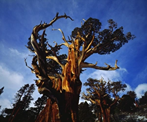 USA; California; Sierra Nevada Mountains. AOld Growth Juniper trees in the High Sierra