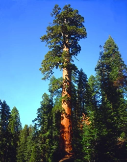 USA; California; Sierra Nevada Mountains