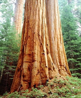 USA; California; Sierra Nevada Mountains