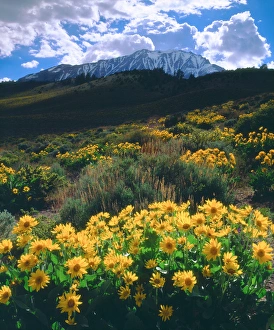 USA, California, Sierra Nevada Mountains. AWildflower in the Sierras