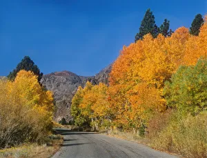 Images Dated 10th August 2020: USA, California, Sierra Nevada Mountains. Autumn aspens line road into Lundy Canyon