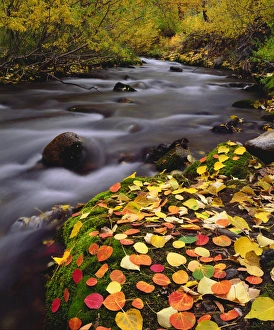 Abundant Prints: USA; California; Sierra Nevada Mountains; Autumn Colors along McGee Creek