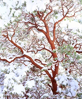 Images Dated 6th May 2014: USA; California; Snow covered manzanita bush, Cleveland National Forest, CA