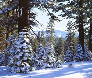USA; California; Snow Covered Red Fir trees in the High Sierra